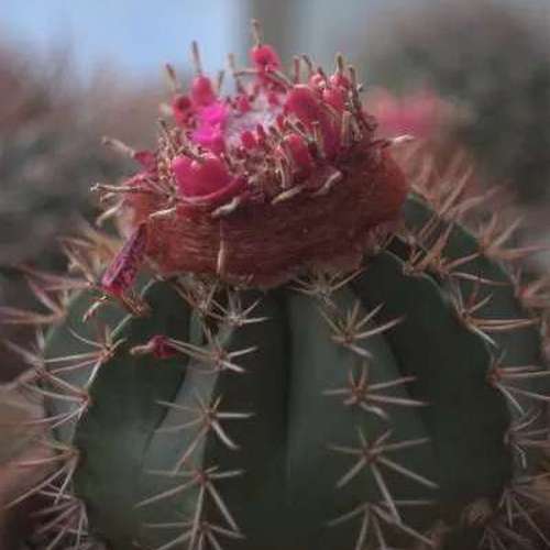 Продажа кактусов, Melocactus bahiensis f. New Zealand