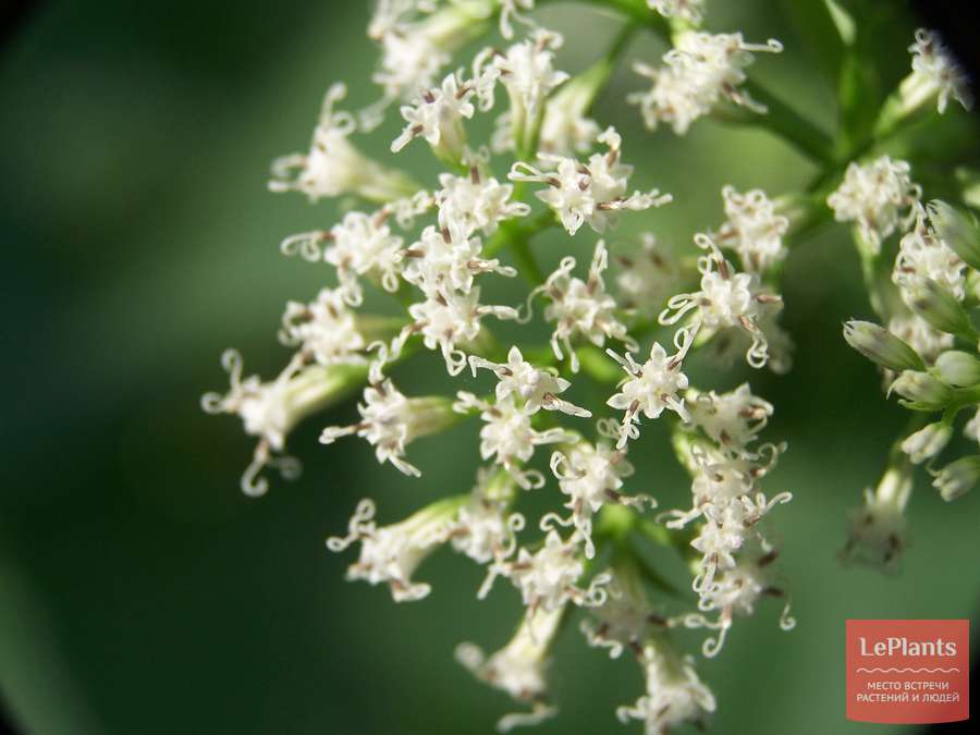 Микания (Mikania) — описание, выращивание, фото | на LePlants.ru