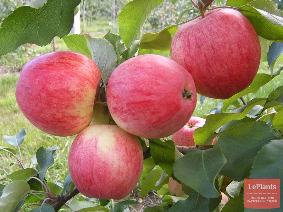 Яблоня Мантет — описание сорта, характеристики