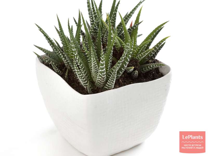 Хавортия (Haworthia) — описание, выращивание, фото | на LePlants.ru