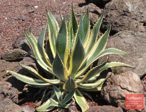 Агава американская (Agave americana) — описание, выращивание, фото | на ...
