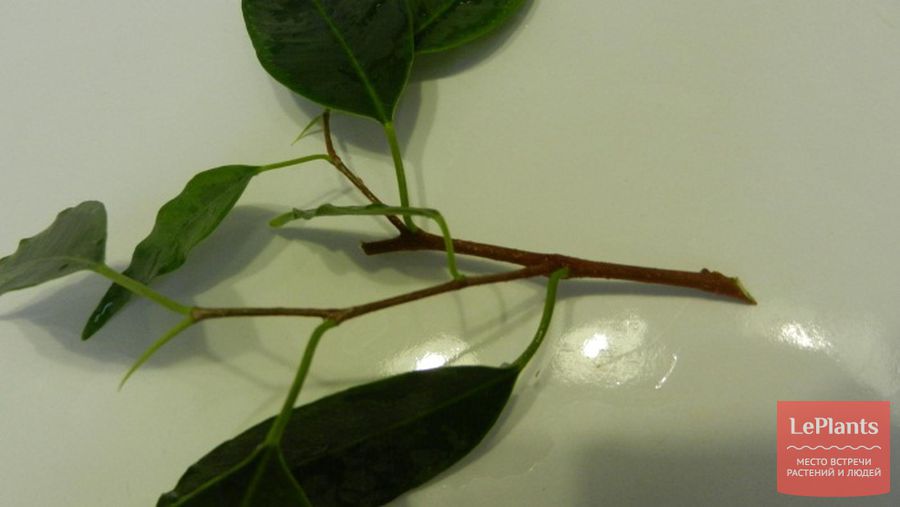 Как вырастить растение из черенка в домашних условиях thumbnail