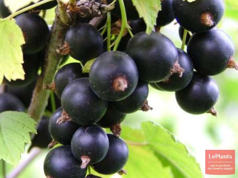 Смородина черная 'Севчанка' — описание сорта, характеристики | на ...