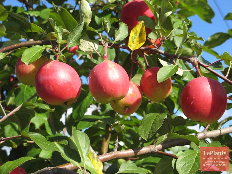 Описание сорта яблони Экранное: фото яблок, важные характеристики, урожайность с дерева