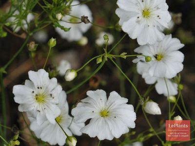 Гипсофила изящная (Gypsophila elegans) — описание, выращивание, фото ...