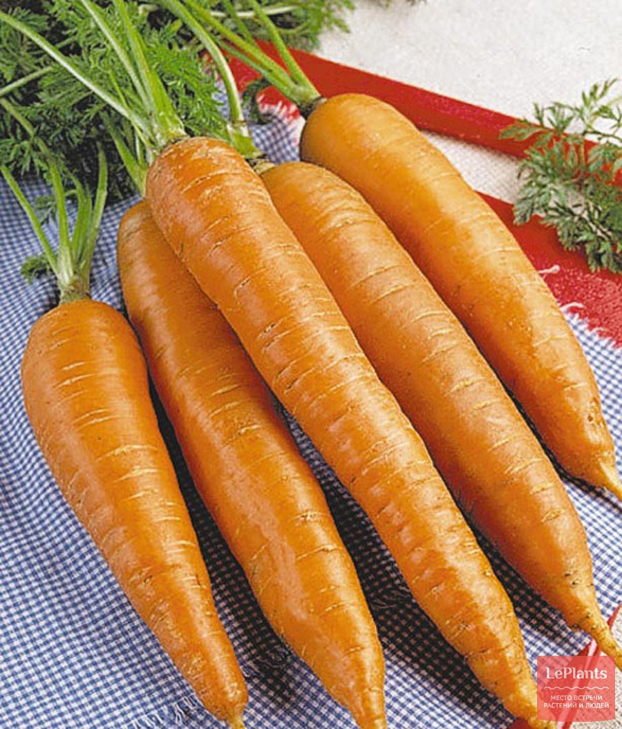 Самые популярные сорта моркови для Подмосковья (средней полосы), Урала иСибири