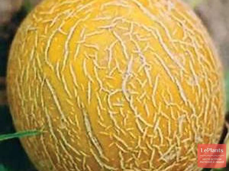 Дыня 'Янтарная' — описание сорта, характеристики | на LePlants.ru