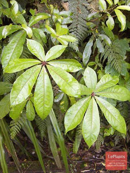 Шеффлера пальчатая (Schefflera digitata) — описание, выращивание, фото ...