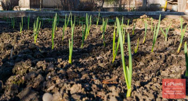 Почему озимый чеснок плохо всходит и что делать: 12 причин и эффективные решения
