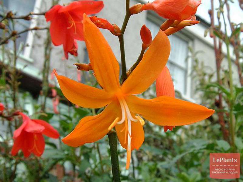 Крокосмия золотистая (Crocosmia aurea) — описание, выращивание, фото ...