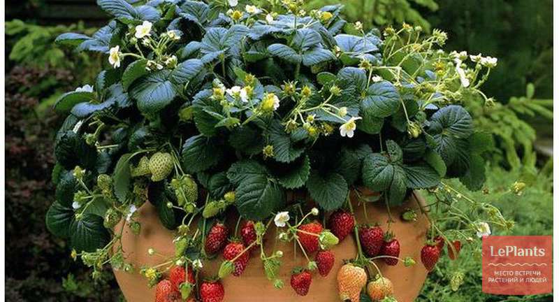 Как посадить клубнику семенами подкормка и высадка в грунт