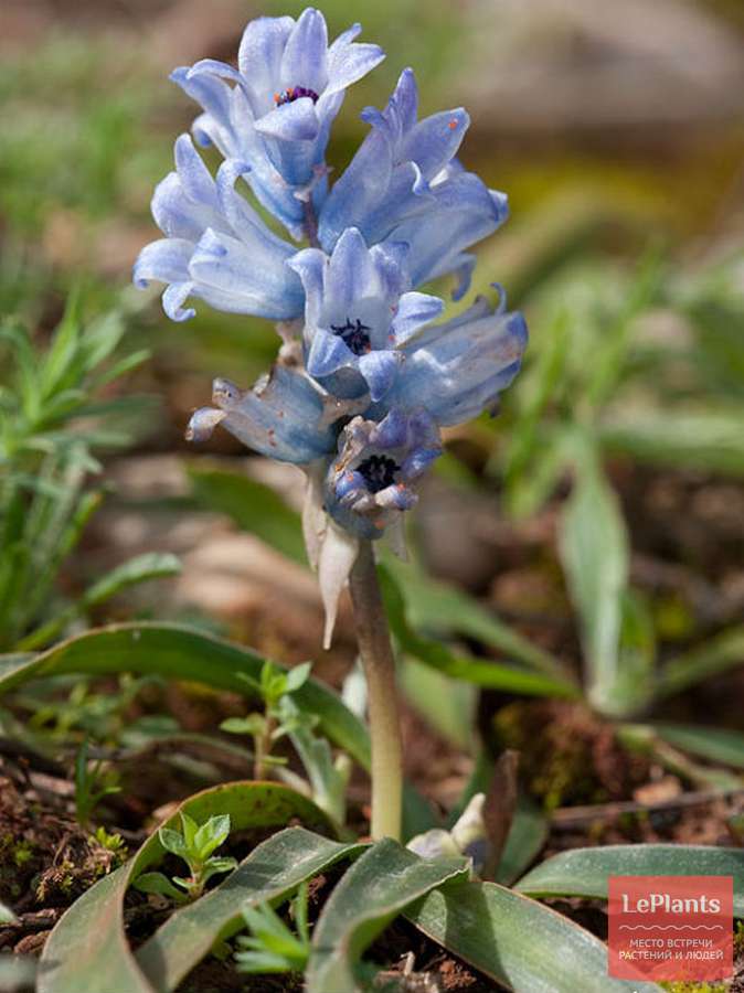 Бельвалия гиацинтовая (Bellevalia hyacinthoides) — описание, выращивание, фото