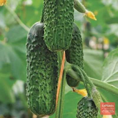 Огурец 'Директор F1'