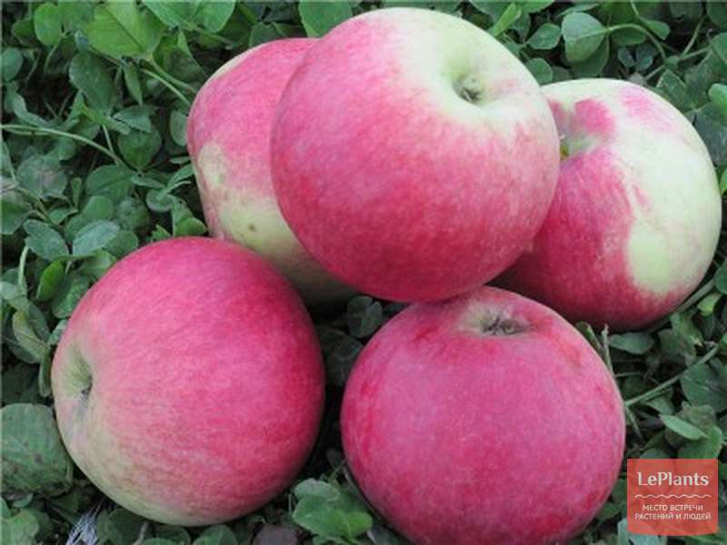 Яблоня 'Аэлита' — описание сорта, характеристики | на LePlants.ru