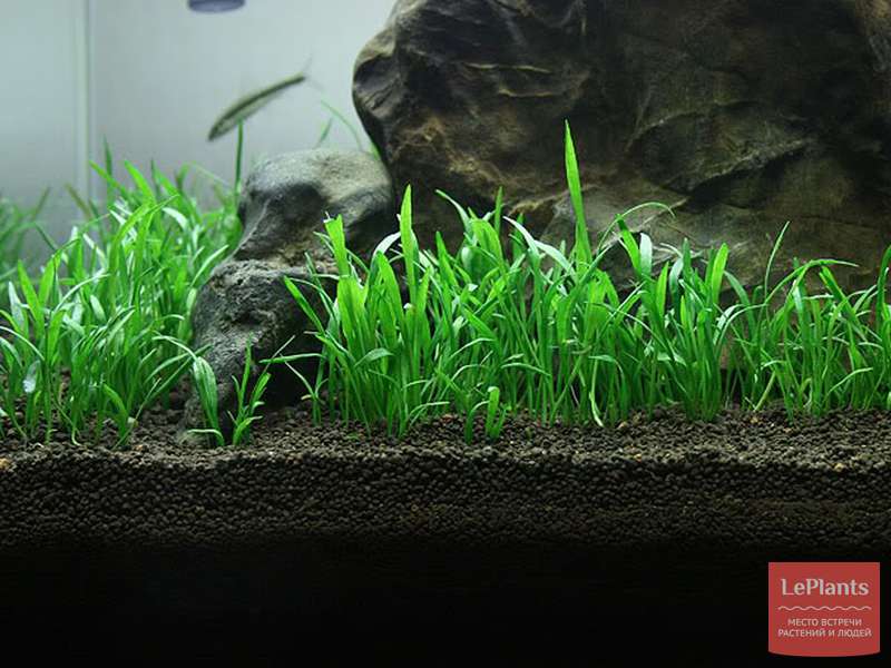 Лилеопсис бразильский (Lilaeopsis brasiliensis) — описание, выращивание ...