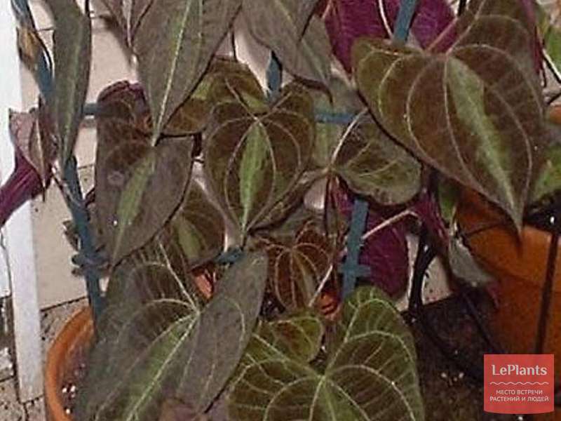 Диоскорея разноцветная (Dioscorea dodecaneura) - описание, выращивание, фот...