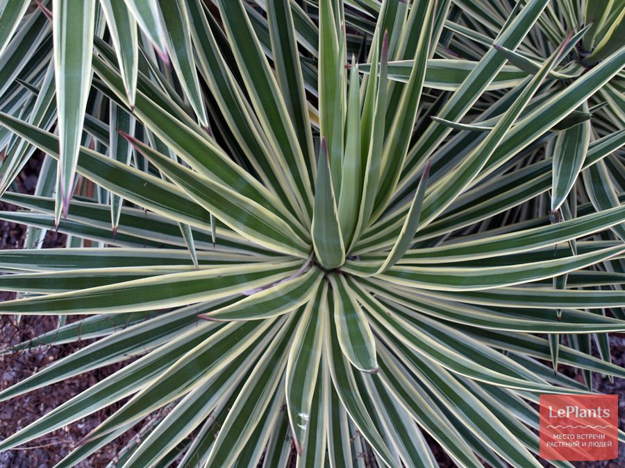 Yucca aloifolia var. marginata