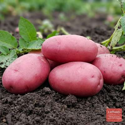 Картофель Лабелла