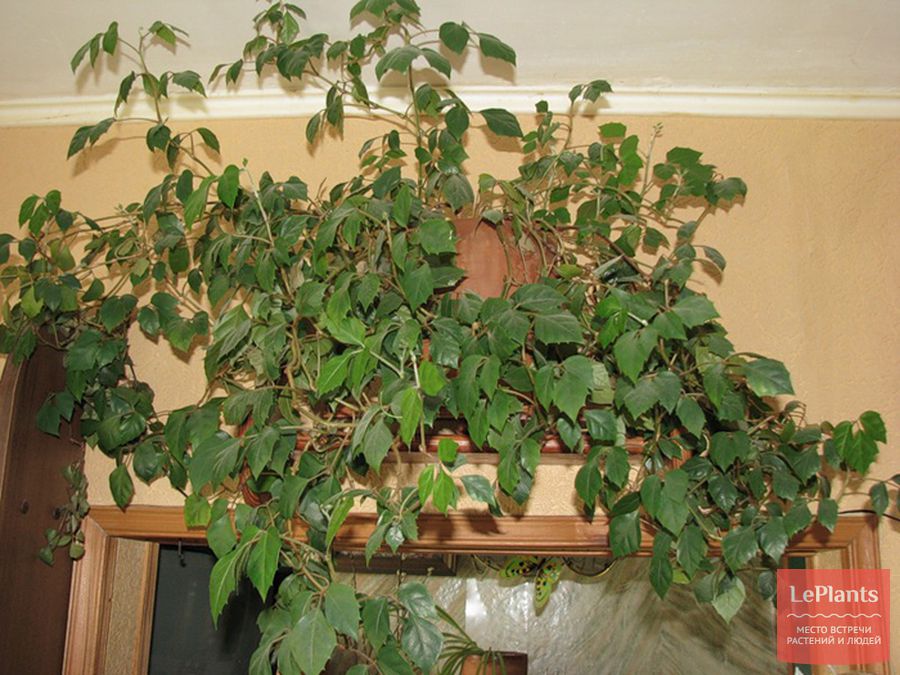 Какие лианы выращивают в домашних условиях?
