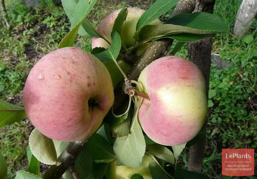 Яблоня Первинка — описание сорта, характеристики