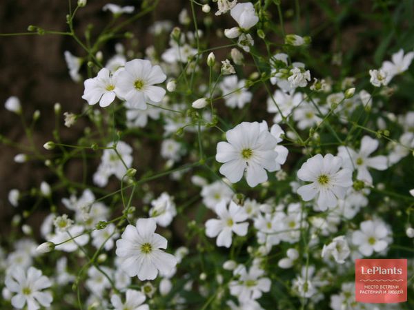 Гипсофила изящная (Gypsophila elegans) — описание, выращивание, фото ...