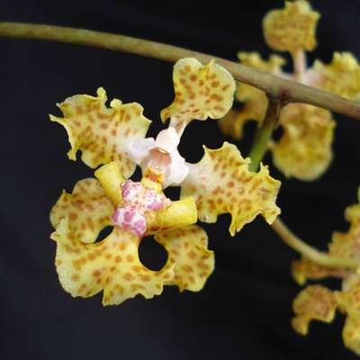 Новый вид орхидей был найден в Панаме