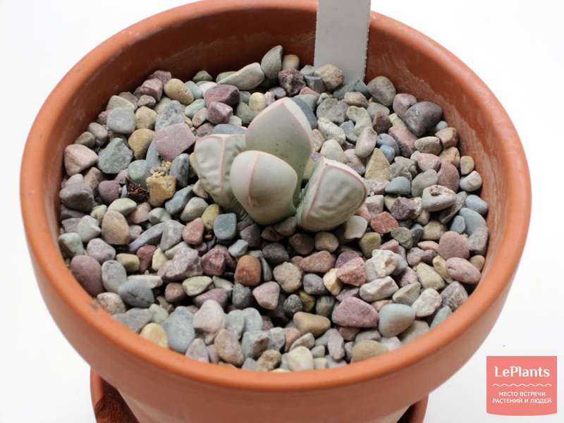 Лапидария (Lapidaria) — описание, выращивание, фото | на LePlants.ru