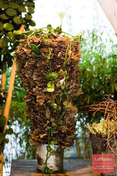 Церопегия (Ceropegia) — описание, выращивание, фото | на LePlants.ru