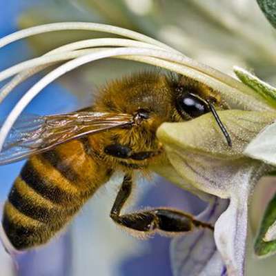 Кофеин стал одним из средств манипуляции пчел растениями