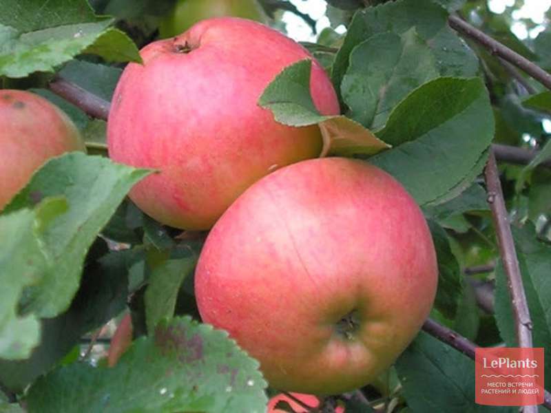 Сорт яблони брусничное фото и описание