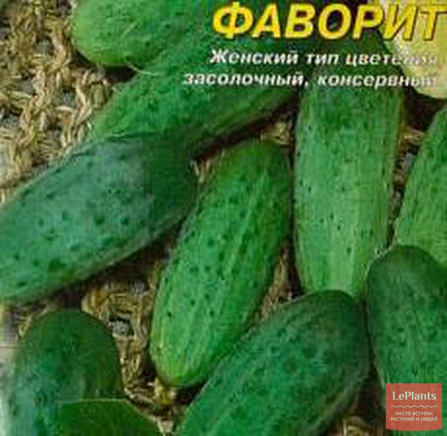 Огурец Клавдия: характеристика и описание сорта Огурец Клавдия: характеристика и описание сорта
