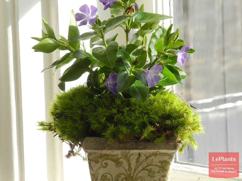 Барвинок большой (Vinca major) — описание, выращивание, фото | на ...