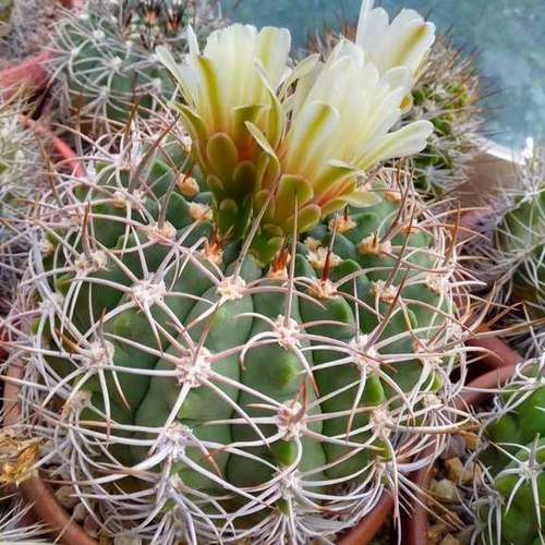 Кактусы, Gymnocalycium bayrianum от Кереса