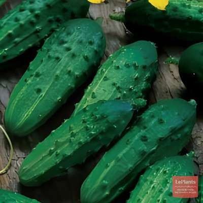 Огурец 'Нежинский'