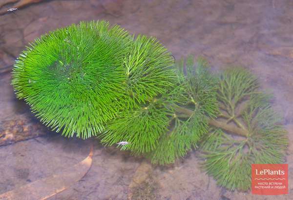 Кабомба (Cabomba) — описание, выращивание, фото | на LePlants.ru