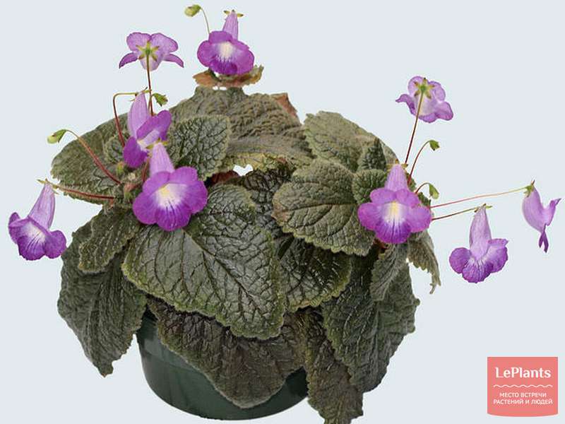 Эукодония (Eucodonia) — описание, выращивание, фото | на LePlants.ru