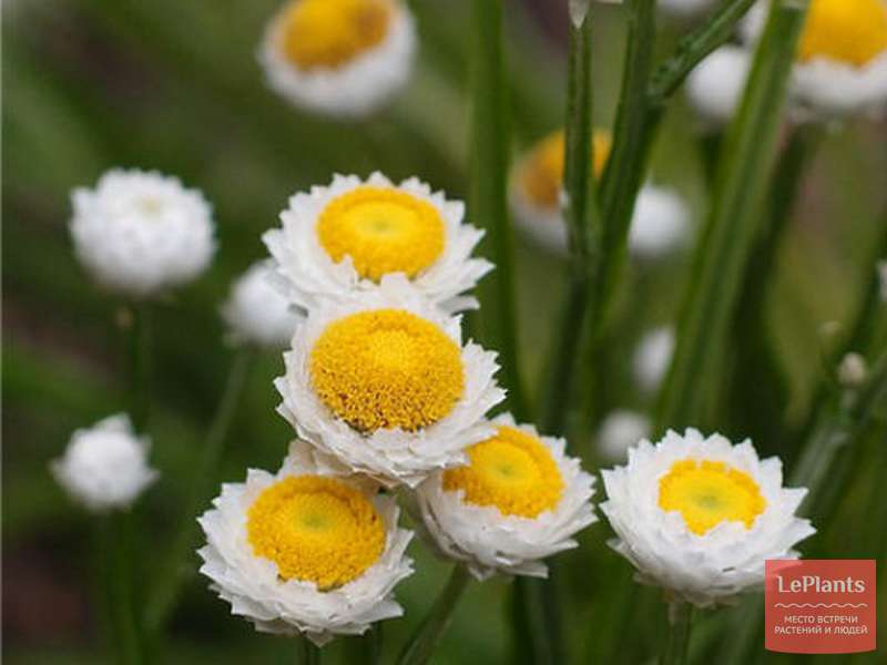 Аммобиум крылатый (Ammobium alatum) — описание, выращивание, фото | на ...