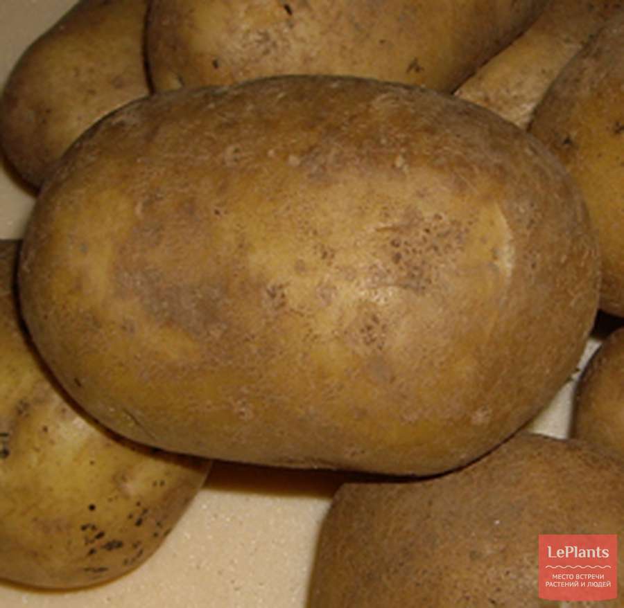 Ривьера картофель характеристика отзывы вкусовые качества. Картофель Тимо Ханккиян. Сорт картофеля Сантэ. Сорт картофеля Ласунок. Сорт картофеля Тимо.