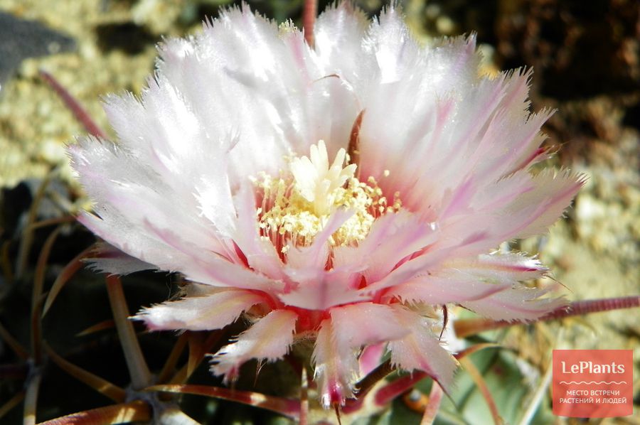 Эхинокактус техасский цветет