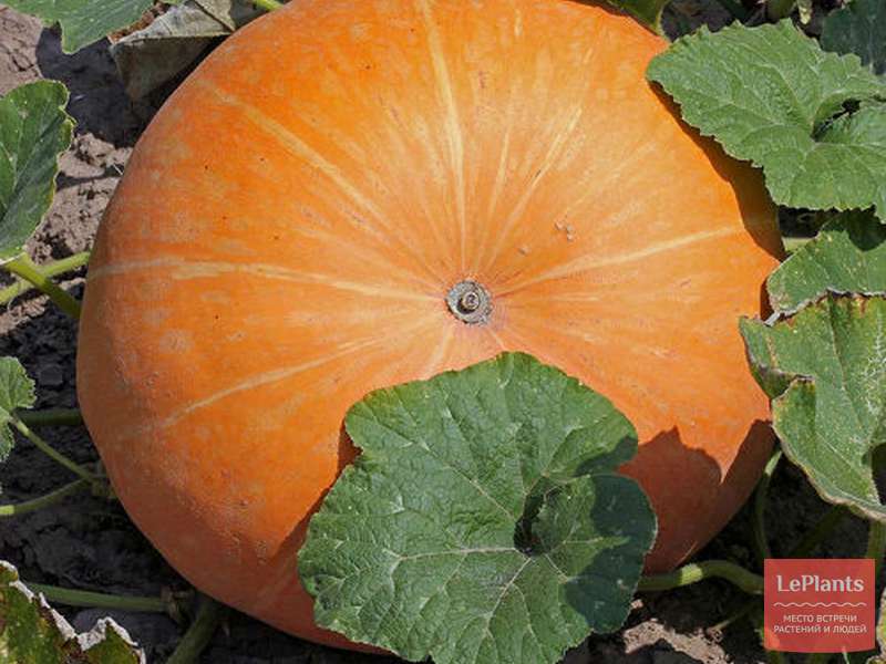 Тыква крупноплодная (Cucurbita maxima) — описание, выращивание, фото ...