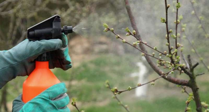 Борьба с вредителями весной: подробная инструкция по обработке сада и огорода