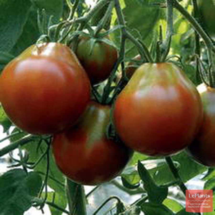 Индетерминантный томат ‘Японский трюфель черный’
