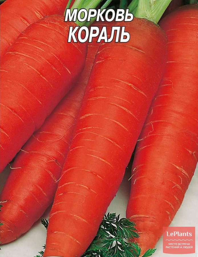 Морковь Мшак: описание и характеристики сорта, правила посадки и выращивания, отзывы