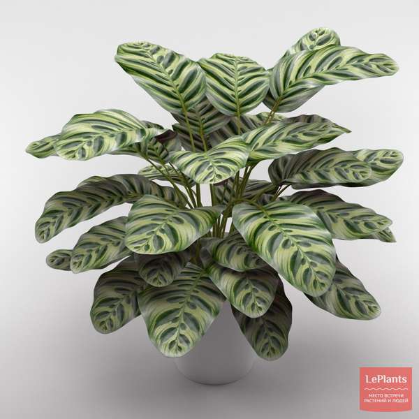 Калатея Макоя (Calathea makoyana) — описание, выращивание, фото | на ...