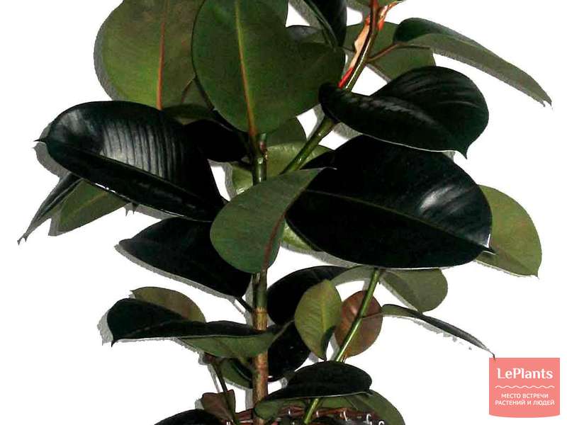 Фикус каучуконосный 'Робуста' (Ficus elastica 'Robusta') — описание ...