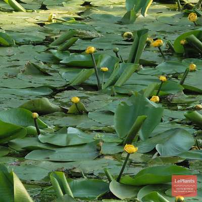 Кубышка (Nuphar) — описание, выращивание, фото | на LePlants.ru