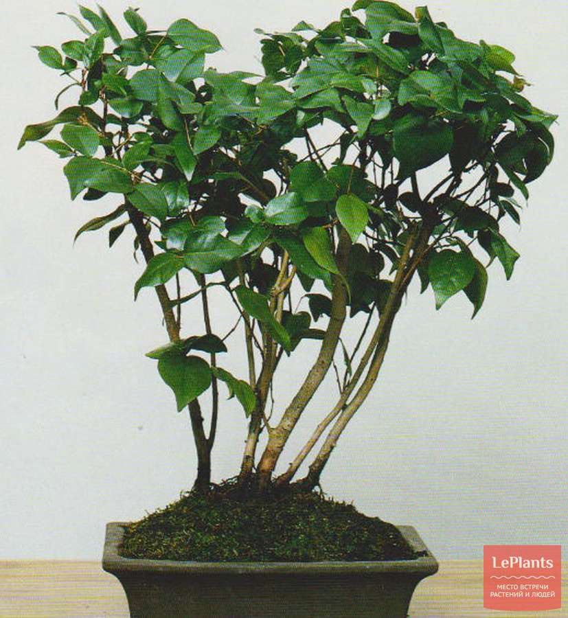 Евгения одноцветковая (Eugenia uniflora) — описание, выращивание, фото