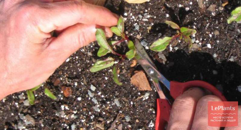 Выращиваем свеклу семенами в открытом грунте: варианты посадки зимой и весной