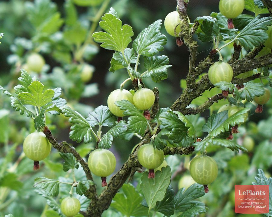 Крыжовник обыкновенный (Ribes uva-crispa) — описание, выращивание, фото