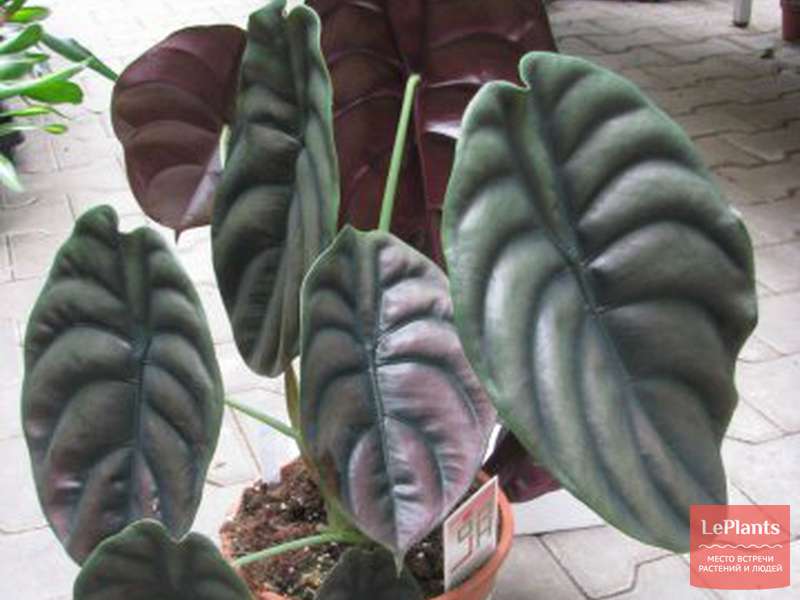 Алоказия медно-красная 'Ред Секрет' (Alocasia cuprea 'Red Secret ...